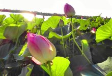 Photo of Мелодии степей и полей