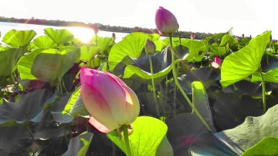 Photo of Мелодии степей и полей