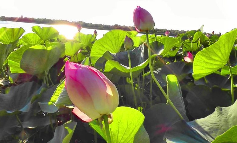 Photo of Мелодии степей и полей